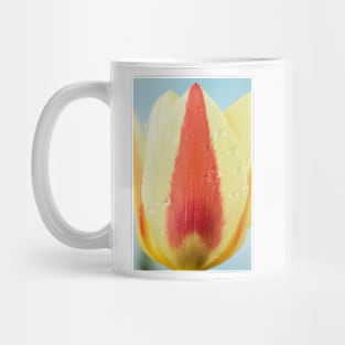 Tulipa 'Gluck'  Kaufmanniana  Tulip Mug